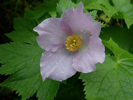 花の焼石岳①（岩手県奥州市）_d0182075_06462422.jpg