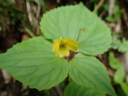 花の焼石岳①（岩手県奥州市）_d0182075_06463533.jpg