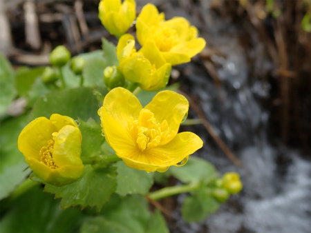 花の焼石岳①（岩手県奥州市）_d0182075_06464341.jpg