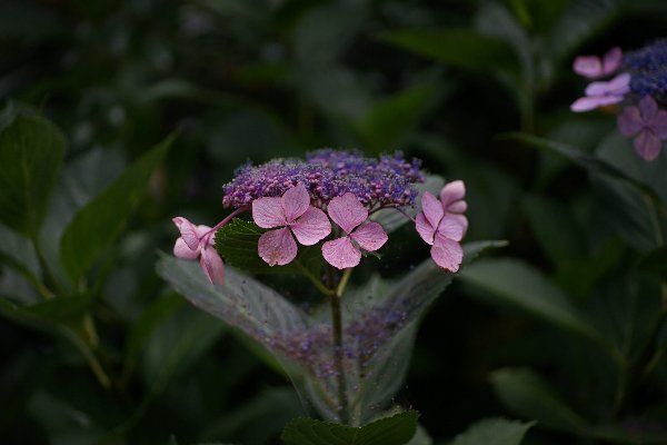 あじさい寺_d0138082_16264661.jpg