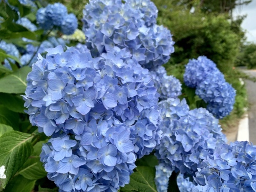 7月初六甲（一軒茶屋）_a0251786_18443798.jpeg