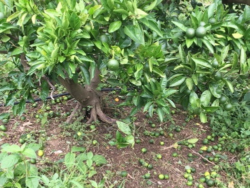 荒摘果_d0141987_23192745.jpeg