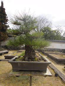 ねんきんQuiz-第563問(学生納付特例)_d0132289_23275479.jpg
