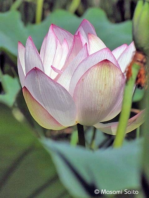 ハス 蓮 草花と自然blog