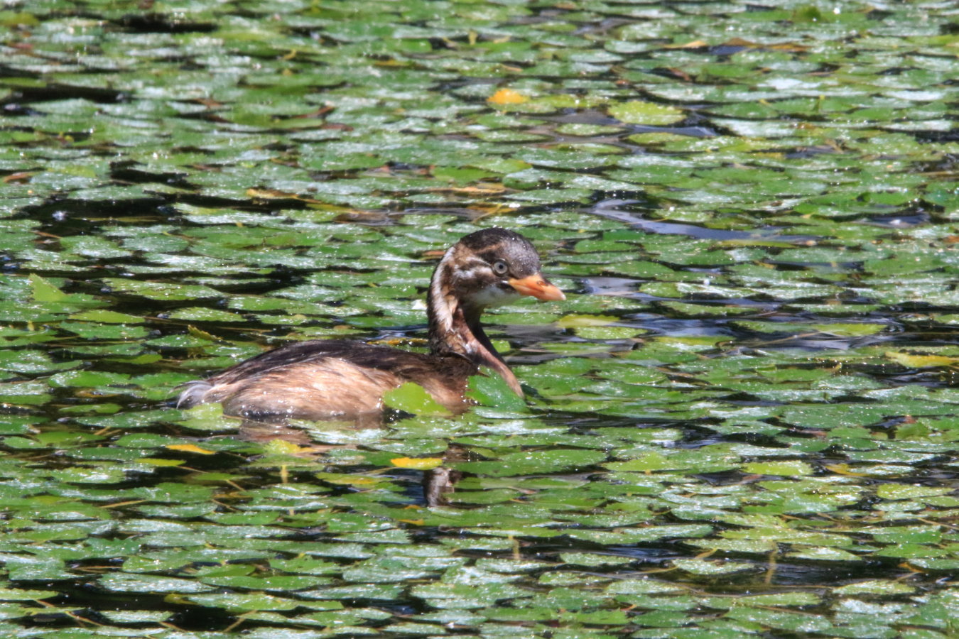 カワセミ　カイツブリ_c0360399_22281381.jpg