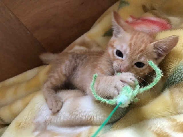 こごみくんの里親さん募集を始めます_f0242002_09573669.jpg