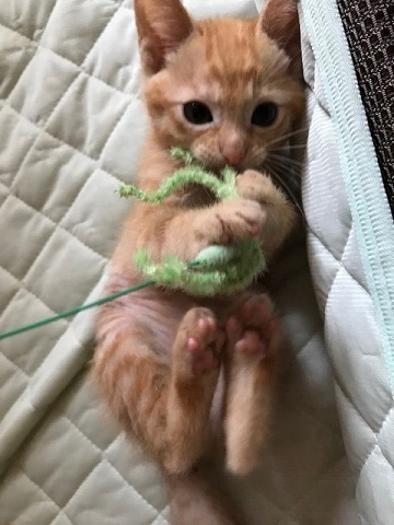 こごみくんの里親さん募集を始めます_f0242002_09583233.jpg