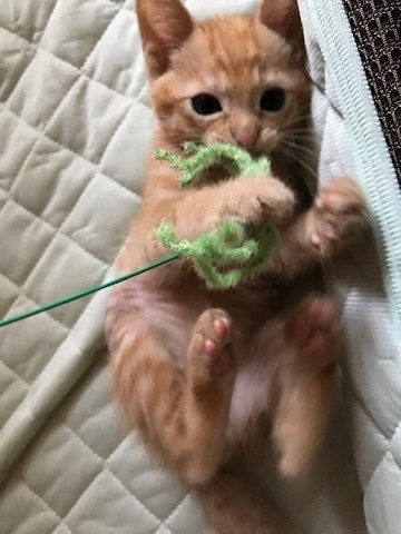 こごみくんの里親さん募集を始めます_f0242002_09583677.jpg