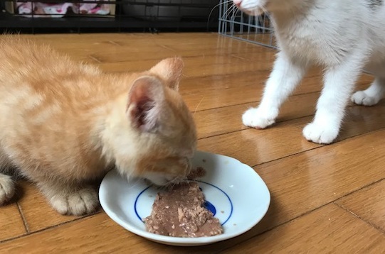 こごみくんの里親さん募集を始めます_f0242002_09584076.jpg