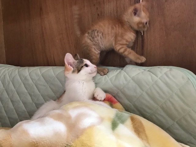 こごみくんの里親さん募集を始めます_f0242002_09584315.jpg