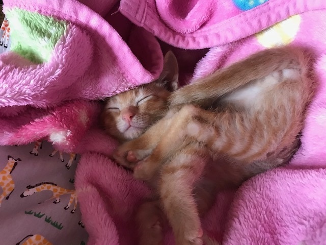こごみくんの里親さん募集を始めます_f0242002_09591248.jpg
