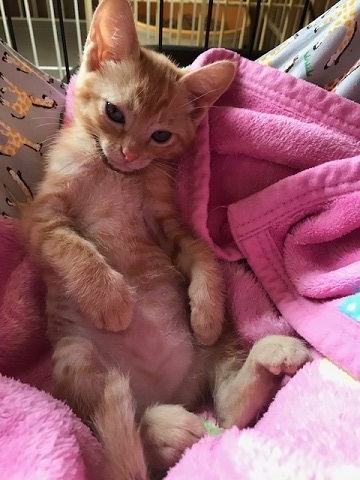 こごみくんの里親さん募集を始めます_f0242002_09594524.jpg