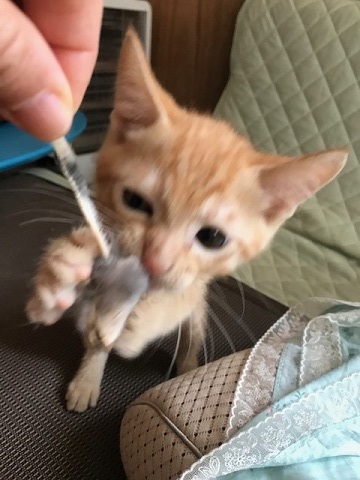 こごみくんの里親さん募集を始めます_f0242002_10042359.jpg