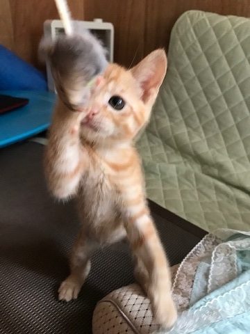 こごみくんの里親さん募集を始めます_f0242002_10043781.jpg