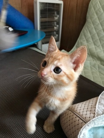 こごみくんの里親さん募集を始めます_f0242002_10044224.jpg