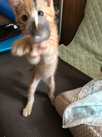 こごみくんの里親さん募集を始めます_f0242002_10044771.jpg
