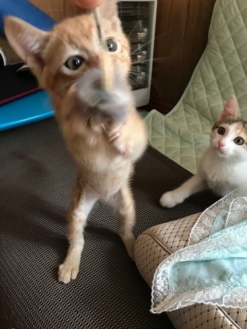 こごみくんの里親さん募集を始めます_f0242002_10045195.jpg