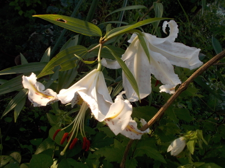 a0203003_18404633.jpg