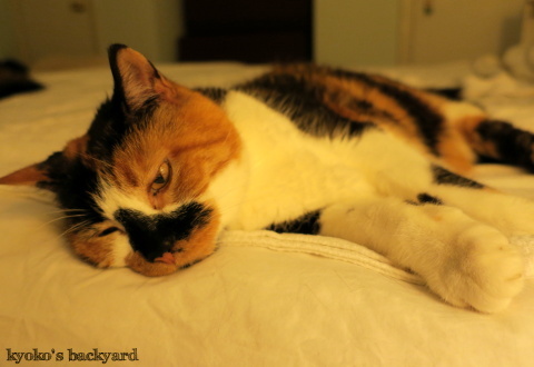 長毛の弟猫と短毛の姉猫_b0253205_04560096.jpg