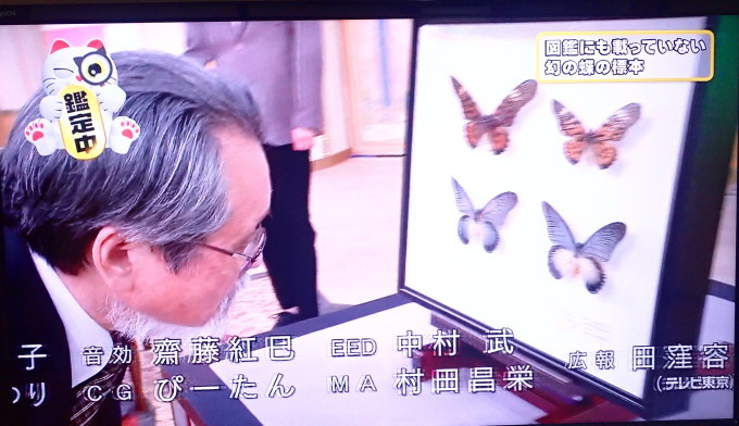 世界の珍蝶 ドルーリオオアゲハ群19 07 09 蝶散歩 世界の珍蝶 ドルーリオオアゲハ群19 07 09 蝶散歩