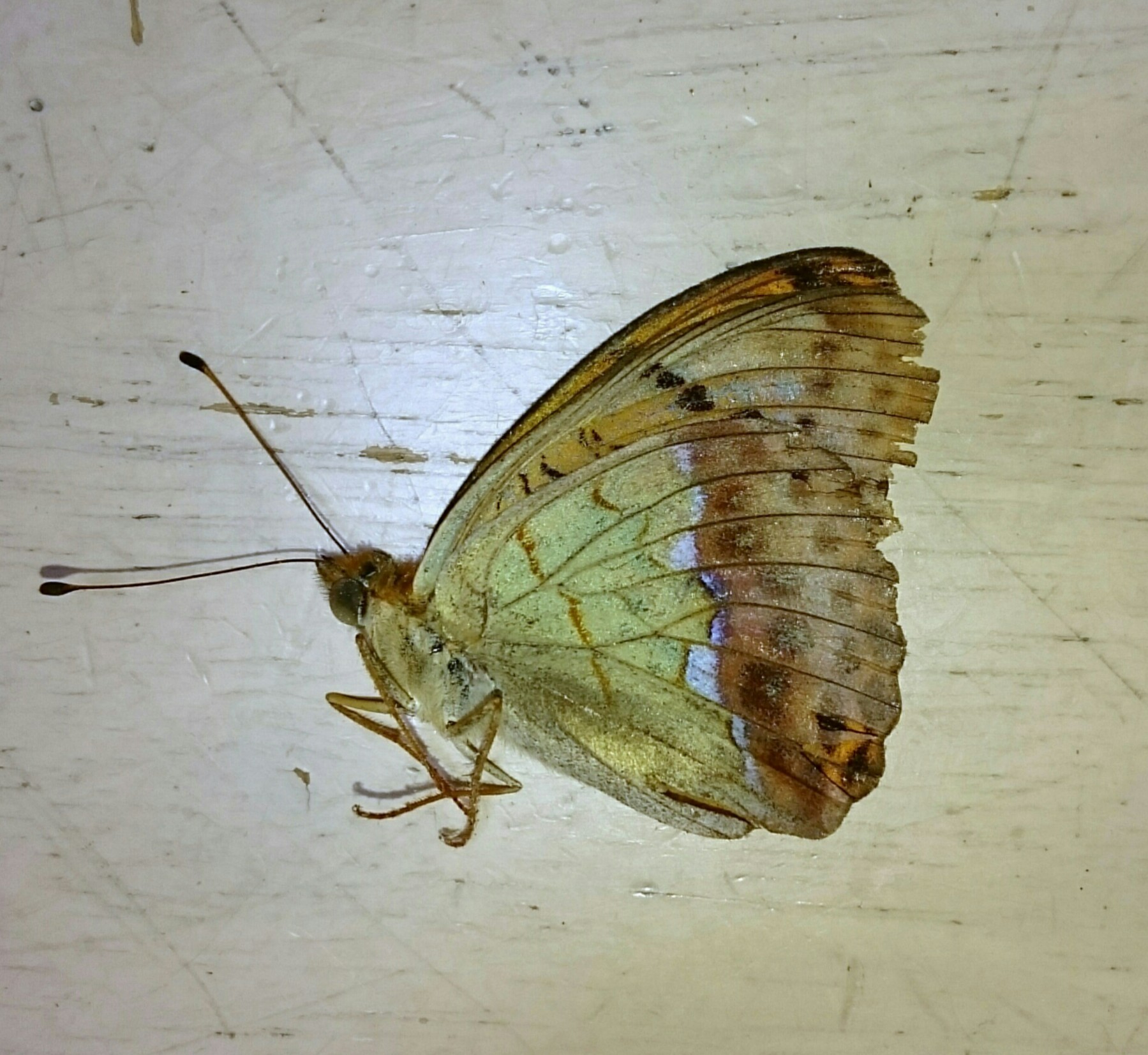 a0361610_18170104.jpg
