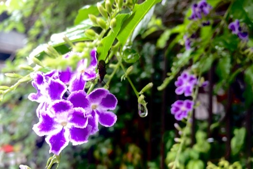 紫に白い縁取りの小花 デュランタ タカラヅカ 世話要らずの庭