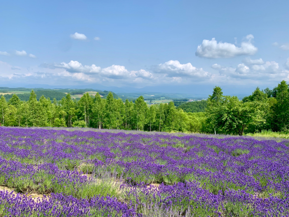 オルテの丘行ってきた。
綺麗だよ〜。
ラベンダーも景色も😊
そして、人少ないのが一番良い😄
一人占めです。_f0096216_16393733.jpg