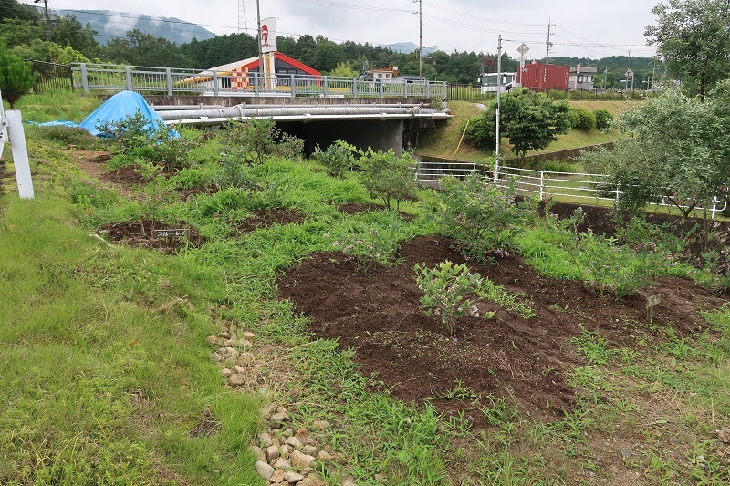完全有機栽培とe-BOXER_f0076731_18244522.jpg