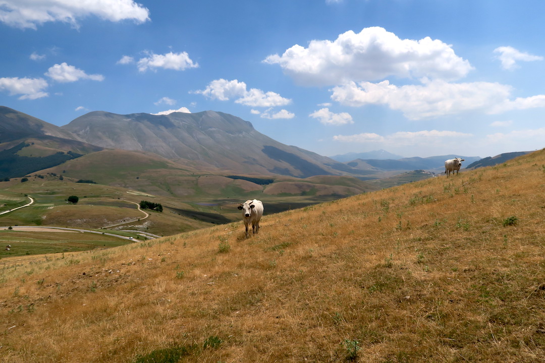 牛と花出会って登るリエート山、シビッリーニ山脈_f0234936_615338.jpg
