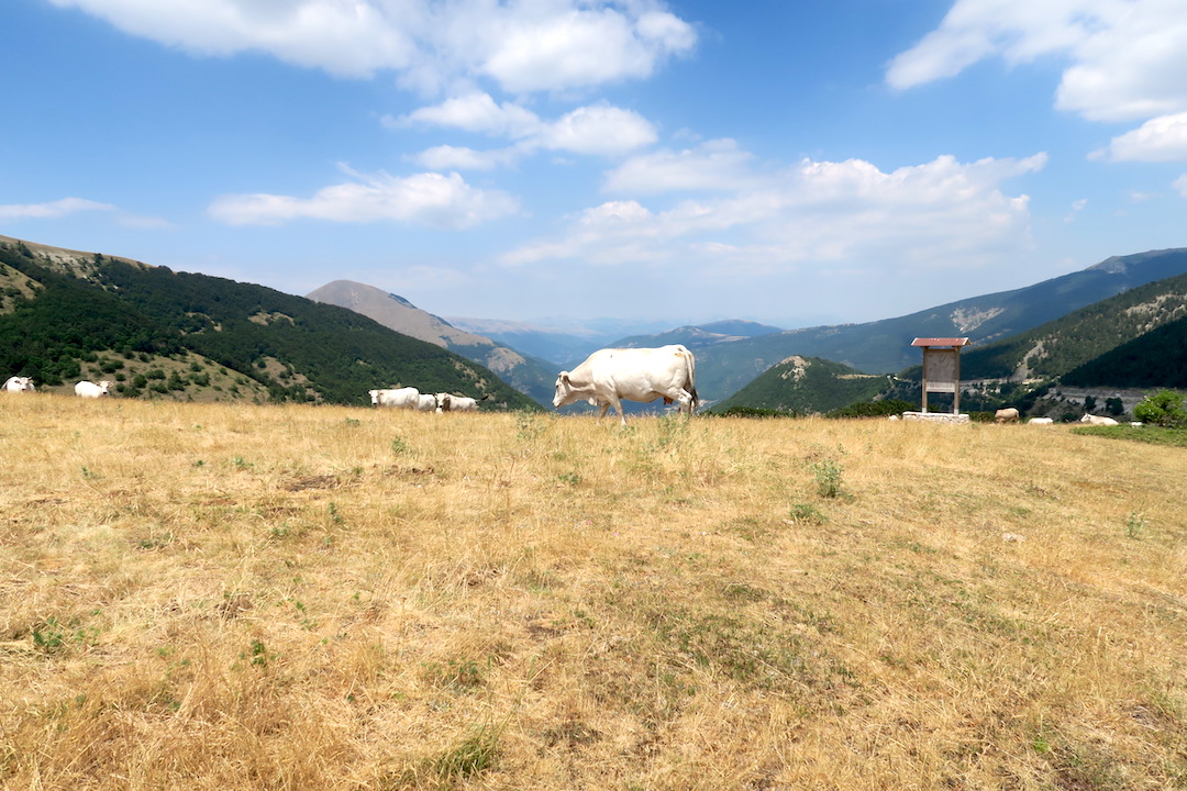 牛と花出会って登るリエート山、シビッリーニ山脈_f0234936_6165069.jpg
