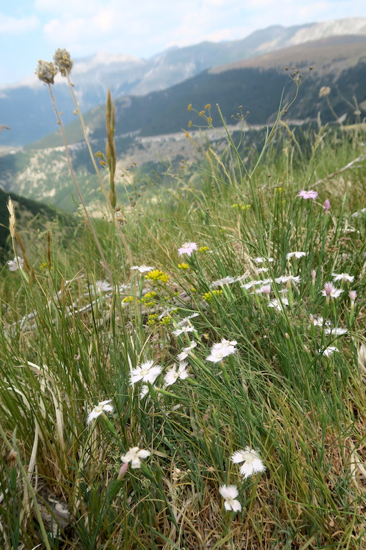 牛と花出会って登るリエート山、シビッリーニ山脈_f0234936_6221029.jpg