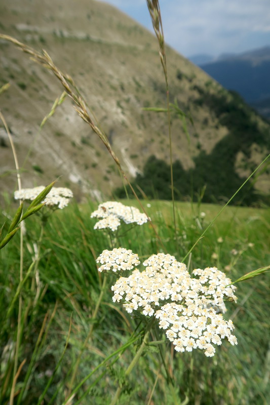 牛と花出会って登るリエート山、シビッリーニ山脈_f0234936_636141.jpg