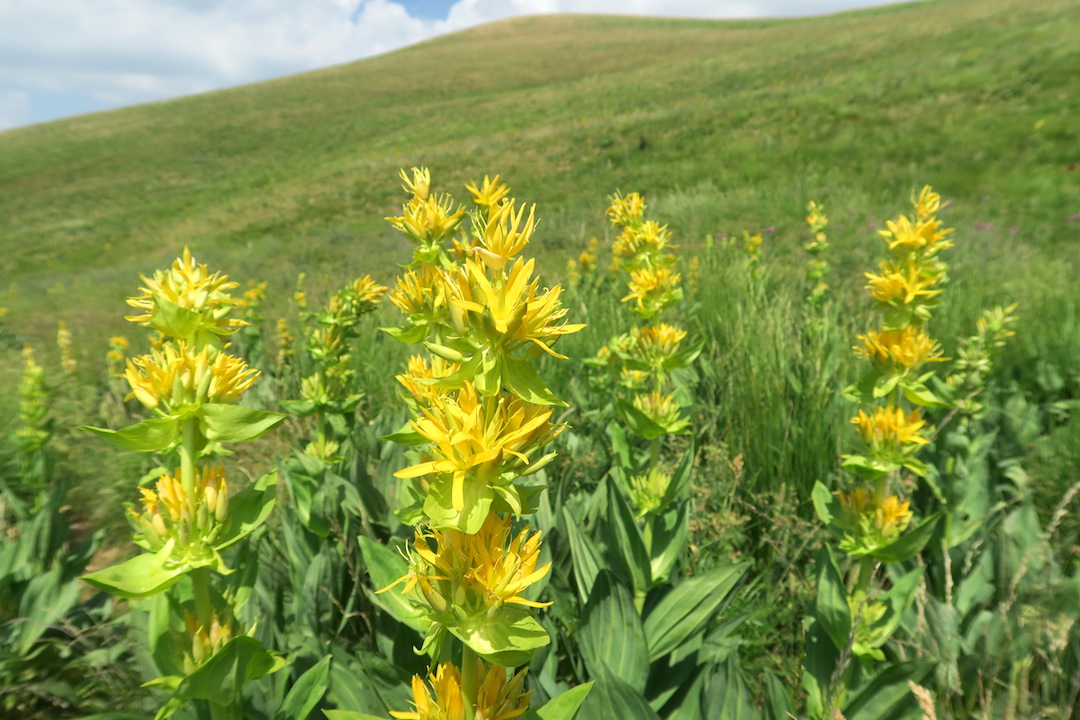 牛と花出会って登るリエート山、シビッリーニ山脈_f0234936_6451281.jpg