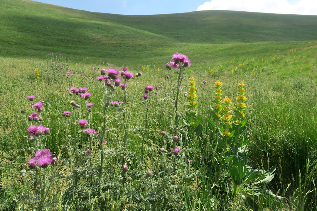牛と花出会って登るリエート山、シビッリーニ山脈_f0234936_646126.jpg