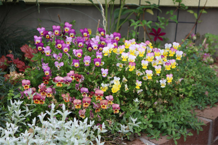 花壇に夏の花を My Small Garden Sugar Plum