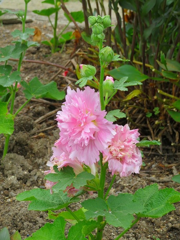 タチアオイの幼花20190707_e0237645_22304921.jpg