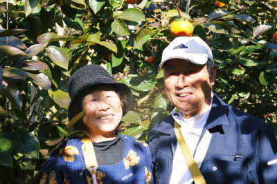 太秋柿 古川果樹園 着果後の様子(2021)とまもなく始まる惜しまぬ手間ひまと匠の技 _a0254656_17185827.jpg