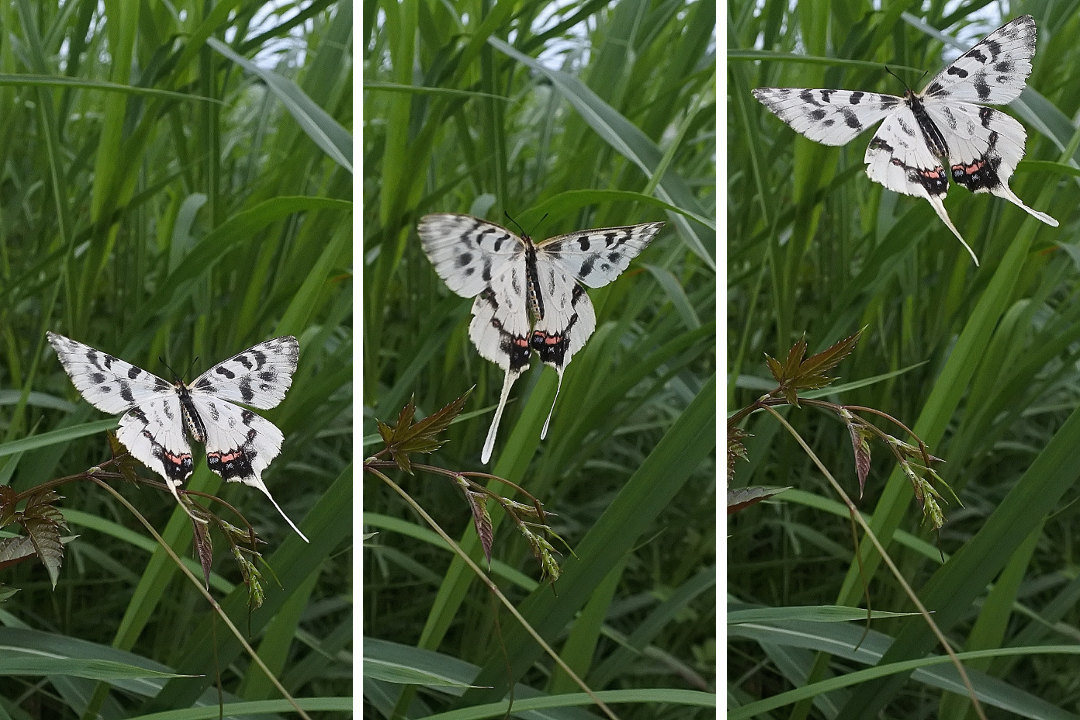 Papillon asiatique, ホソオチョウ夏型出現(2019/07/03・08)荒川_d0387460_10212715.jpg