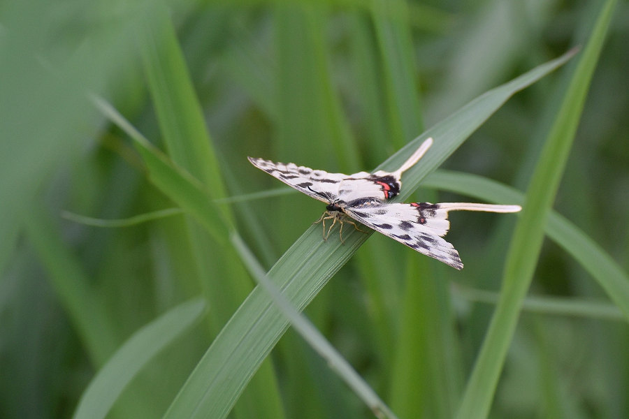 Papillon asiatique, ホソオチョウ夏型出現(2019/07/03・08)荒川_d0387460_10213586.jpg