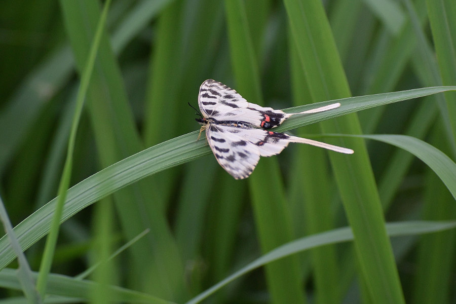 Papillon asiatique, ホソオチョウ夏型出現(2019/07/03・08)荒川_d0387460_10214388.jpg