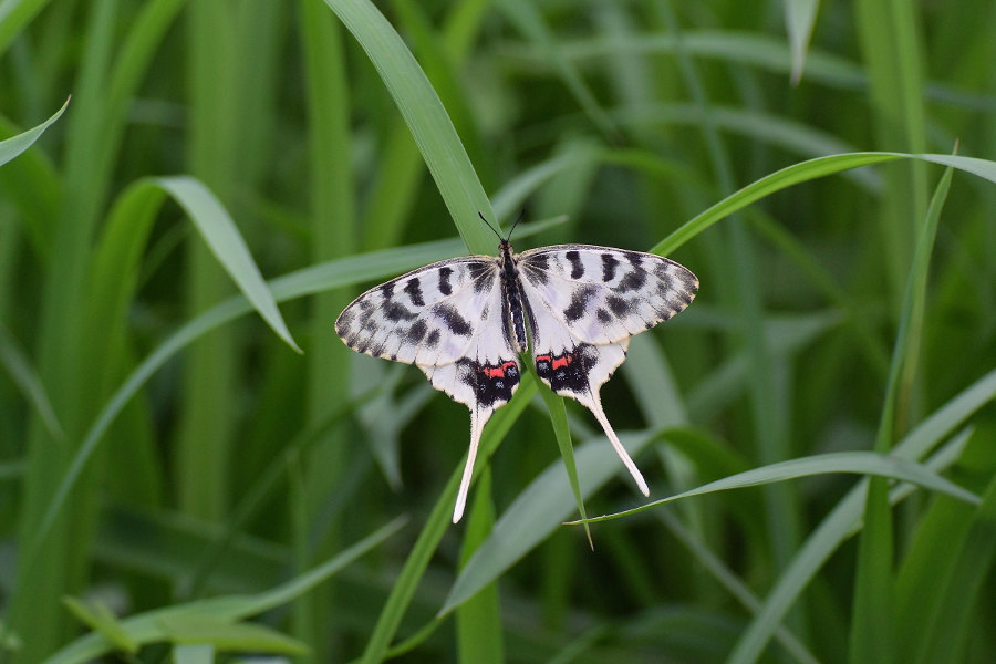 Papillon asiatique, ホソオチョウ夏型出現(2019/07/03・08)荒川_d0387460_10215120.jpg