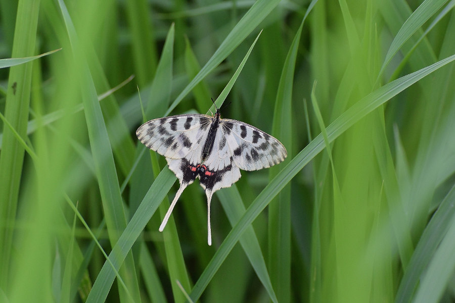 Papillon asiatique, ホソオチョウ夏型出現(2019/07/03・08)荒川_d0387460_10222779.jpg