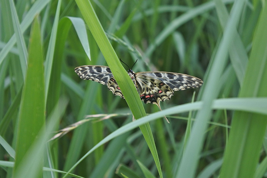 Papillon asiatique, ホソオチョウ夏型出現(2019/07/03・08)荒川_d0387460_10223797.jpg