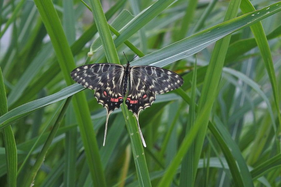Papillon asiatique, ホソオチョウ夏型出現(2019/07/03・08)荒川_d0387460_10224651.jpg