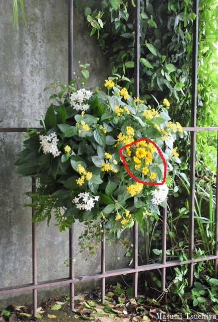 イエローとホワイトのハンギング : この植物をお買い2