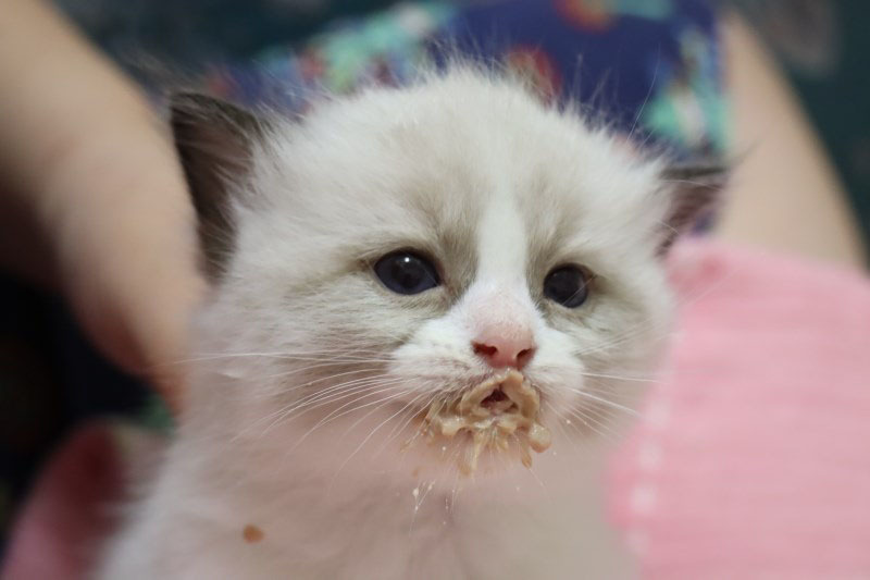 カリンちゃん＆今日の仔猫達　離乳食後のお顔　_a0285571_21523014.jpg