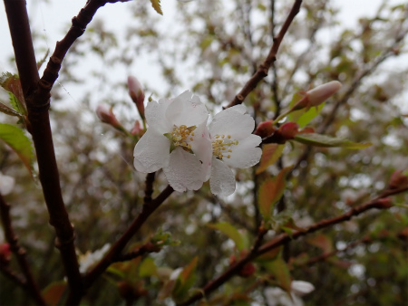 花の焼石岳①（岩手県奥州市）_d0182075_20184607.jpg