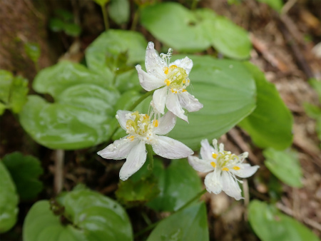 花の焼石岳①（岩手県奥州市）_d0182075_20192471.jpg