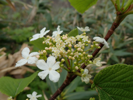 花の焼石岳①（岩手県奥州市）_d0182075_20193249.jpg