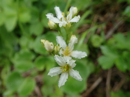 花の焼石岳①（岩手県奥州市）_d0182075_20194247.jpg